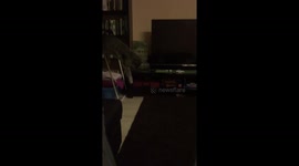 Funny cat