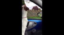 Dog enjoying the breeze