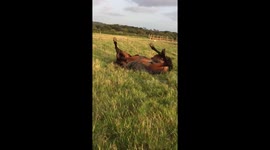 Bentley the horse rolling in a field, stops & eats grass