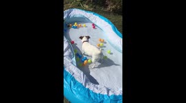 Cute dog playing in a paddling pool / ball pit