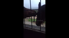 Horses kissing / licking each other