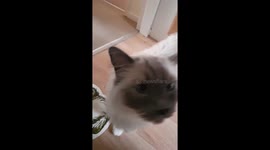 Ragdoll wants his breakfast