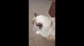 Rude! Ragdoll cat walks away from me.