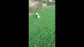 My Dog Morning walk