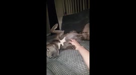 staffy love