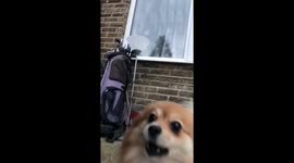 Small Dog Thinks It’s A Lion