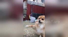 Newsflare Edit - Small Dog Thinks It’s A Lion