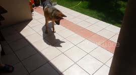 Viral youtube video of Dog jumping on shadow!