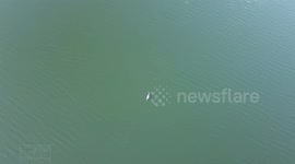 Aerial view of harbour porpoise swimming in Norwegian fjord