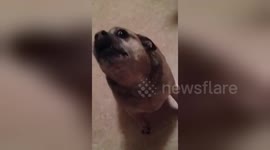 Newsflare Edit - Trey the Chug Doing the Harmonica Howl