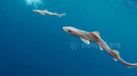 Just some baby sharks learning to swim