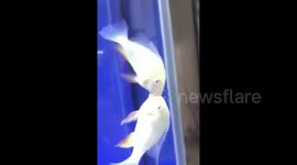 Fish in tank lock lips while other fish in tank stare at them