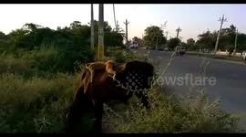 Monkey and cow become 'friends' and spend every evening together