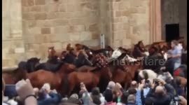 Wild horses herded through town in northern Spain festival