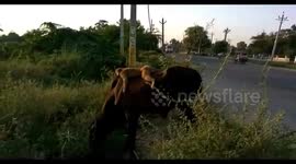 Monkey and cow become 'friends' and spend every evening together