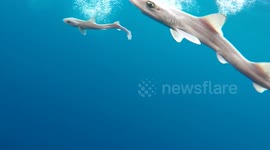 Newsflare Edit - Just some baby sharks learning to swim