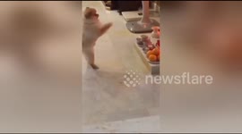Cute dog appears to worship at religious shrine