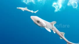 Closeup video of newborn shark pups learning to swim