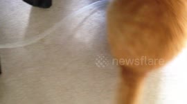 Cat eats iphone cable connected to computer
