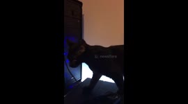 Cat chewing computer wire