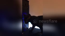 Newsflare Edit - Cat chewing computer wire