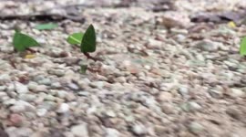 Ants carrying leaves