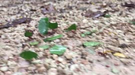 Ants carrying leaves in rain