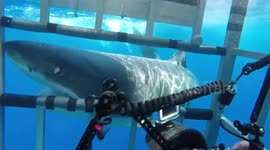 Huge great white shark attacks cage with divers inside