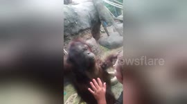 Orangutan plays with kids through windowpane at zoo