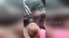 Newsflare Edit - Kids playing with orangutans