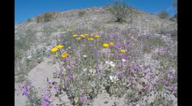 Desert Bloom - Anza-Borrego Desert State Park