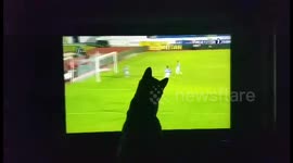 Cat playing football