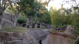 Gorillas Planning to escape!