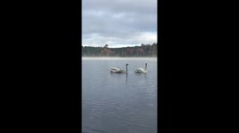Trumpeter Swans cheering