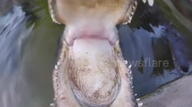 This is what an alligator bite looks like