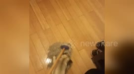 Newsflare Edit - The Pug and the mop