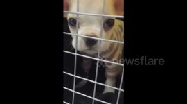 Chihuahua says 'papa' on demand