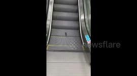Rat uses escalator as treadmill