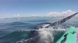 Whale calf hits paddler's board in Gold Coast