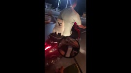 Puppy rides pillion on moped... while his sister cowers on the footrest