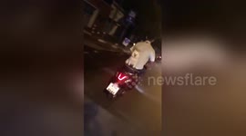 Newsflare Edit - Puppy rides pillion on moped... while his sister cowers on the footrest
