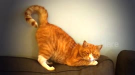 CAT DANCING TWERKING AND PROTECTING HIS TERRITORY....