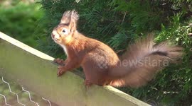 Cute Red Squirrel Swishing His Long Bushy Tail