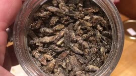 Youtuber uses crickets and grasshoppers for Tuesday tacos