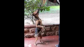 Dog balancing on twos