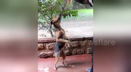 Newsflare Edit - Dog balancing on twos