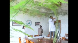 15-year-old asparagus fern takes over hospital meeting room
