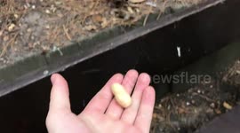 Squirrel takes peanut from hand