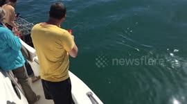 Giant seal chases vegetarian white shark !