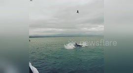 Sea turns red when great white shark eats seal